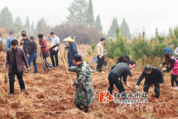 壹贰博官网老师们热火朝天地挥锄种金槐